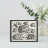 Carte Postale Etching de tortue vintage (Debout devant)