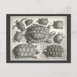 Carte Postale Etching de tortue vintage