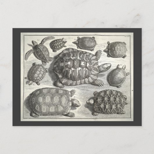 Carte Postale Etching de tortue vintage (Devant)
