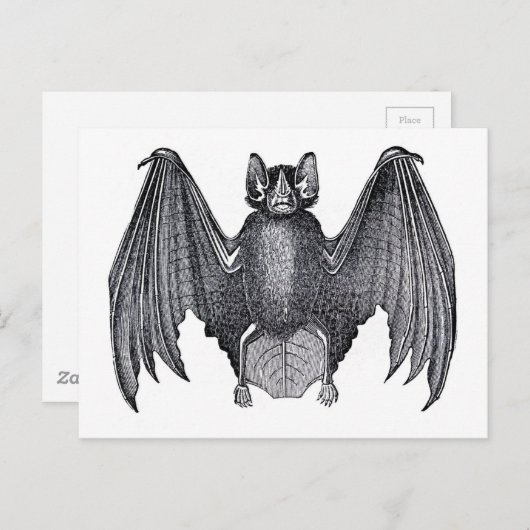 Carte Postale Étching zoologique classique - chauve-souris (Devant / Derrière)