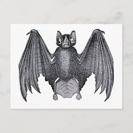 Carte Postale Étching zoologique classique - chauve-souris (Devant)