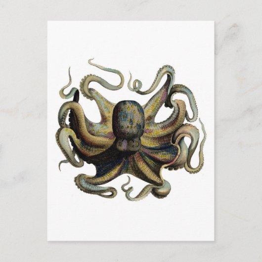Carte Postale Etching Zoologique Classique - Octopus Grumpy (Devant)