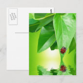 Carte postale été (Devant / Derrière)