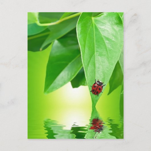 Carte postale été (Devant)