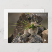 Carte Postale Été - American Pica (Devant / Derrière)