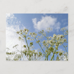Carte Postale Été aux fleurs sauvages