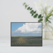 Carte Postale ~ Été dans le comté de Lancaster ~ 34 (Debout devant)