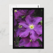 Carte Postale ~ Été dans le comté de Lancaster ~ 39 (Devant / Derrière)