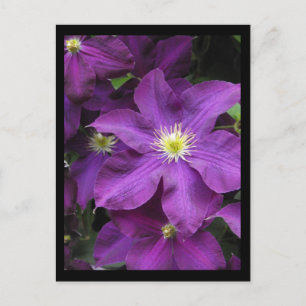 Carte Postale ~ Été dans le comté de Lancaster ~ 39