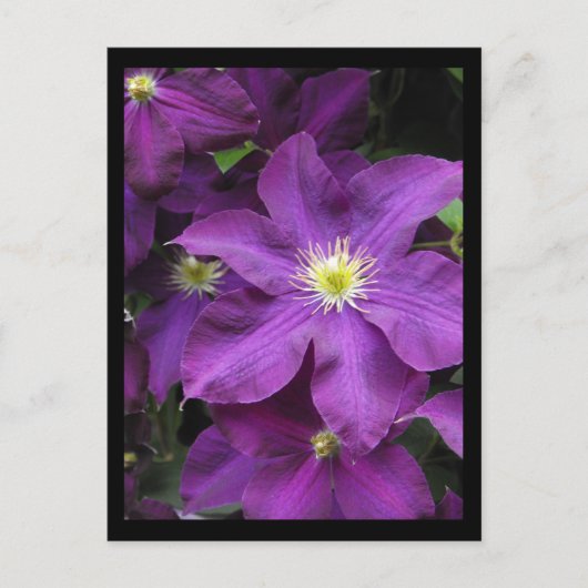 Carte Postale ~ Été dans le comté de Lancaster ~ 39 (Devant)