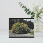 Carte Postale ~ Été dans le comté de Lancaster ~ 56 (Debout devant)