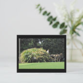 Carte Postale ~ Été dans le comté de Lancaster ~ 57 (Debout devant)