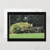 Carte Postale ~ Été dans le comté de Lancaster ~ 57 (Devant / Derrière)