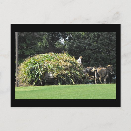 Carte Postale ~ Été dans le comté de Lancaster ~ 57 (Devant)