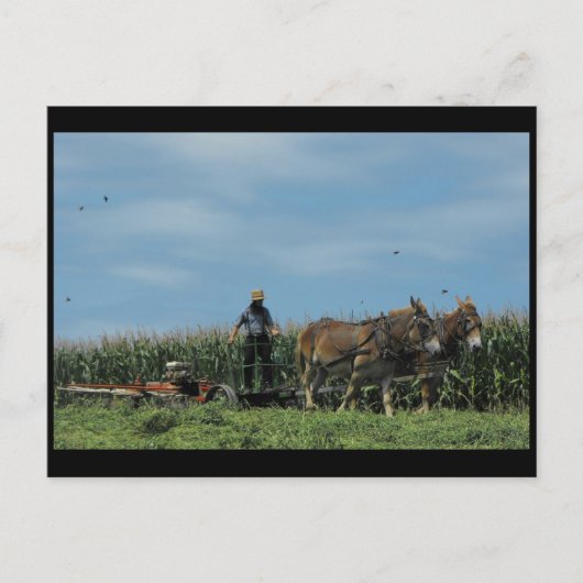 Carte Postale ~ Été dans le comté de Lancaster ~ 73 (Devant)