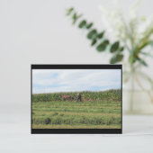 Carte Postale ~ Été dans le comté de Lancaster ~ 76 (Debout devant)