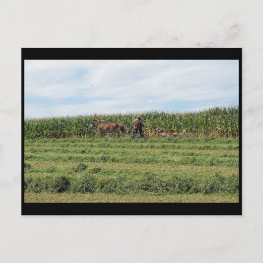 Carte Postale ~ Été dans le comté de Lancaster ~ 76 (Devant)