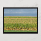 Carte Postale ~ Été dans le comté de Lancaster ~ 82 (Devant)