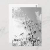 Carte Postale Été de fleurs sauvages (Devant / Derrière)