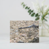 Carte Postale Été de vie (Debout devant)