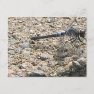 Carte Postale Été de vie