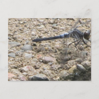 Carte Postale Été de vie