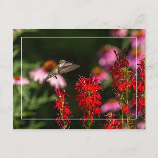 Carte Postale Été doux (Devant)