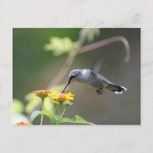 Carte Postale Été Hummer