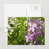 Carte Postale Été Lilac et marguerites (Devant / Derrière)