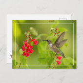 Carte Postale Été vert doux (Devant / Derrière)