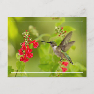 Carte Postale Été vert doux