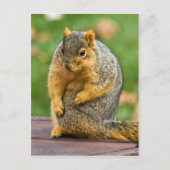 Carte Postale Étendue (Devant)