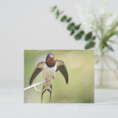 Carte Postale Étendue d'hirondelle (Debout devant)