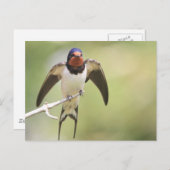 Carte Postale Étendue d'hirondelle (Devant / Derrière)