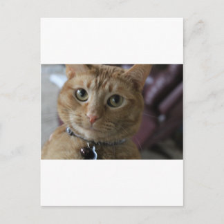 Carte Postale Ethan