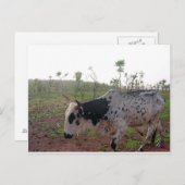 Carte postale éthiopienne de vache à Brahman (Devant / Derrière)