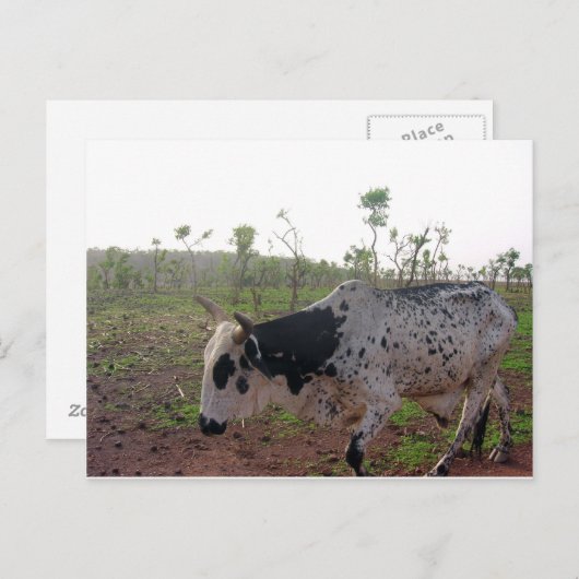 Carte postale éthiopienne de vache à Brahman (Devant / Derrière)
