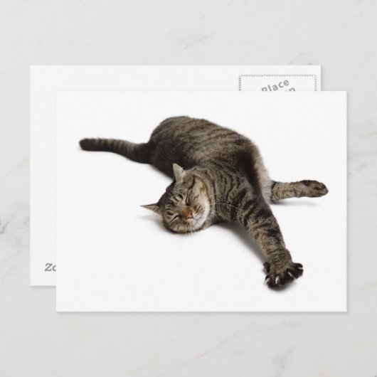 Carte Postale Étirement de chats azy (Devant / Derrière)