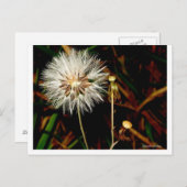 Carte Postale Étoile (Devant / Derrière)