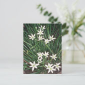 Carte Postale Etoile Blanche De Bethléem, (Ornithogalum Umbellat (Debout devant)