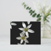 Carte Postale Étoile de Bethléem (Debout devant)