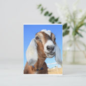 Carte Postale Étoile de chèvre 1.jpg (Debout devant)