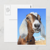 Carte Postale Étoile de chèvre 1.jpg (Devant / Derrière)