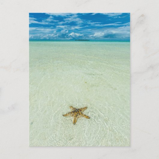 Carte Postale Étoile de mer dans les eaux peu profondes, Palaos (Devant)