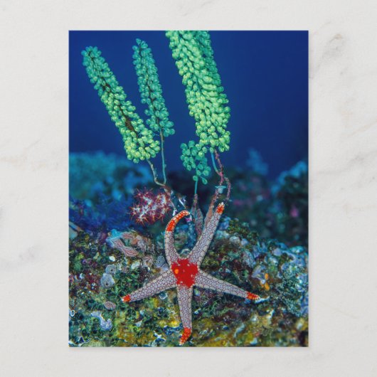 Carte Postale Étoile de mer et tunique (Devant)