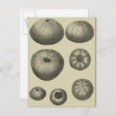 Carte Postale Étoile de mer noire et blanche (Devant / Derrière)