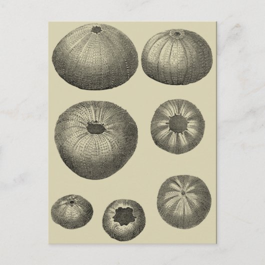 Carte Postale Étoile de mer noire et blanche (Devant)