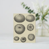 Carte Postale Étoile de mer noire et blanche (Debout devant)