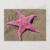 Carte Postale Étoile de mer rose (Devant)