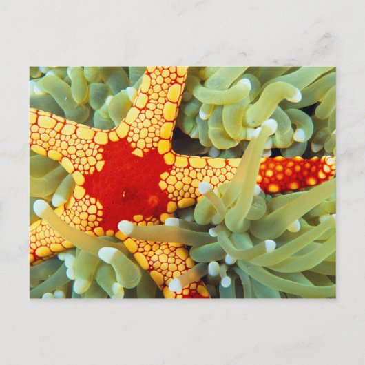 Carte Postale Étoile de mer rouge et jaune (Devant)
